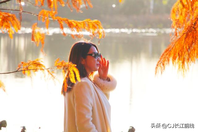 河南淮滨：落羽杉红了，美女们来啦！