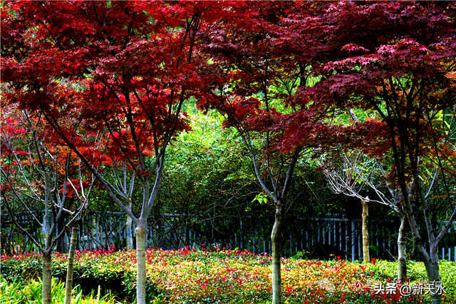 天水弘文园秋景美翻了，快去打卡！