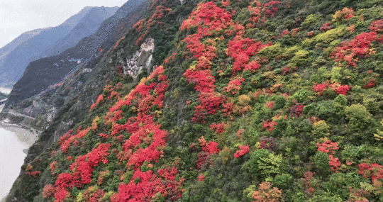 立冬别“猫冬”！来略阳赴一场红叶的约会！🤳