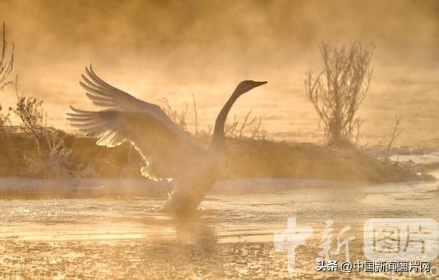 辽宁朝阳：冬季到天鹅湾看天鹅