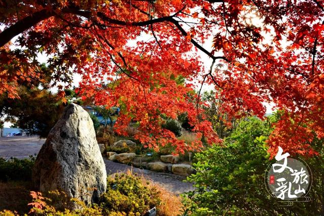 拾一片红叶，藏一季秋光，共赏威海秋日限定美景