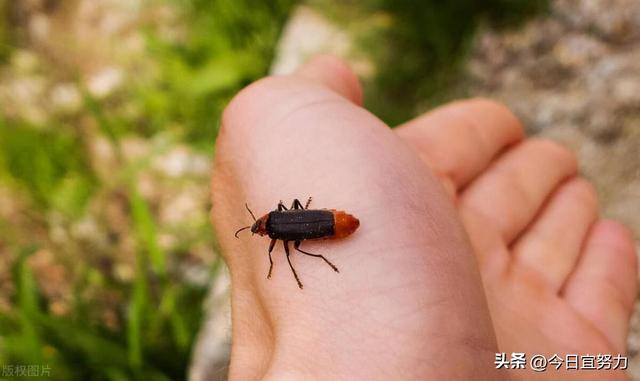 梦见虫子爬到身上是什么预兆