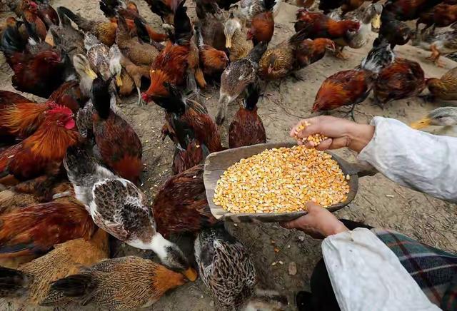 河南老玉米火了，淀粉含量惊人，堪比黄金