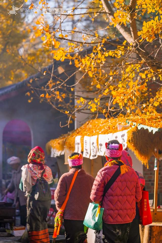 11月的云南腾冲，3000株银杏迎来黄金观赏期，美成人间仙境！