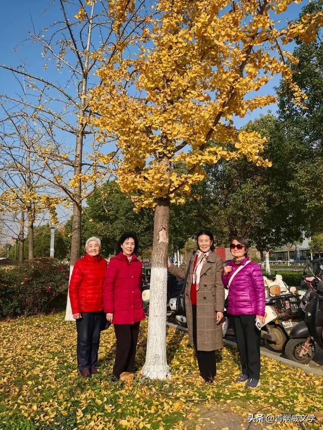 盘龙悠远银杏黄 水中学友情谊长