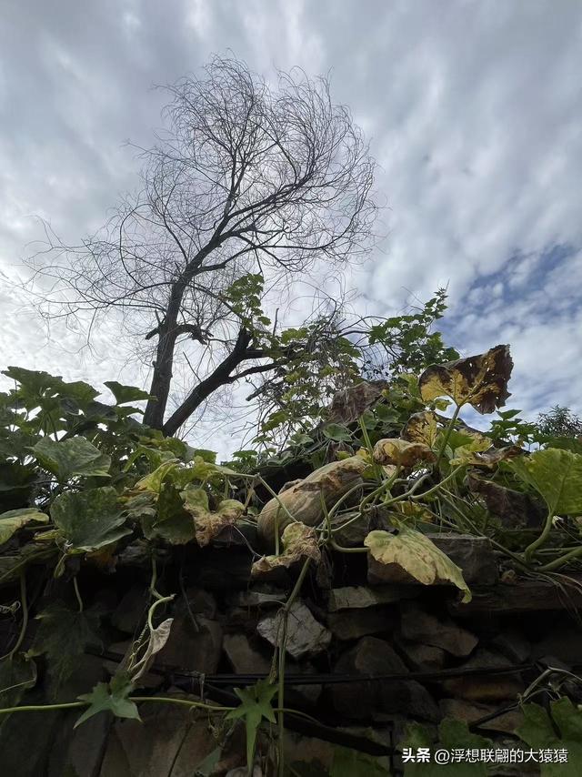 莱芜苗庄有一座隐在山坳里的古村：陡峪