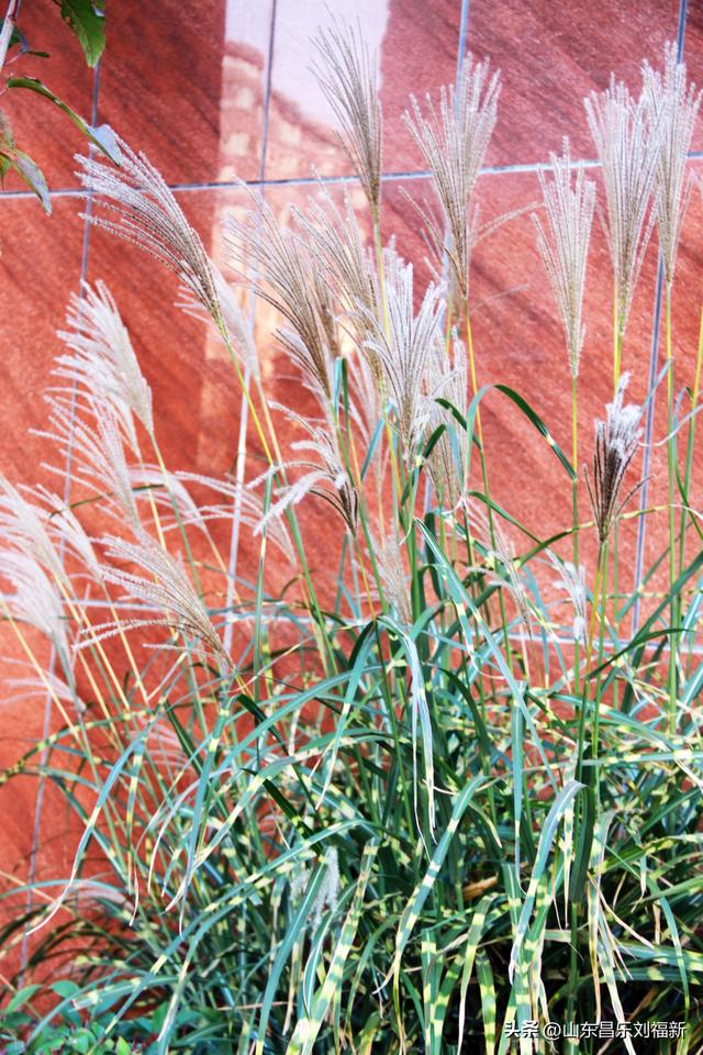 携老伴虹桥花园赏菊（上）