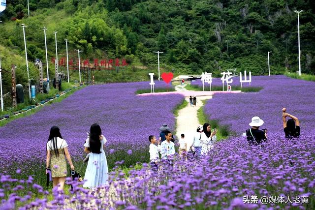 六盘水梅花山雪道变“紫色花海”避暑纳凉添新景