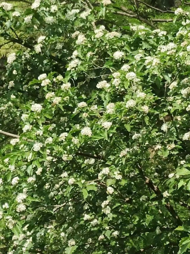 深山藏翡翠秘境！这片山水把夏日浪漫展现