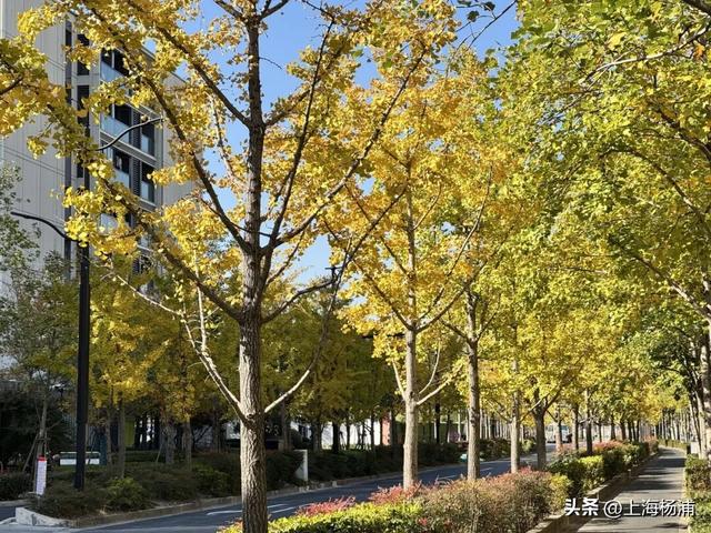 太美啦！去杨浦这两条路“踩”秋天，沙沙响的那种～