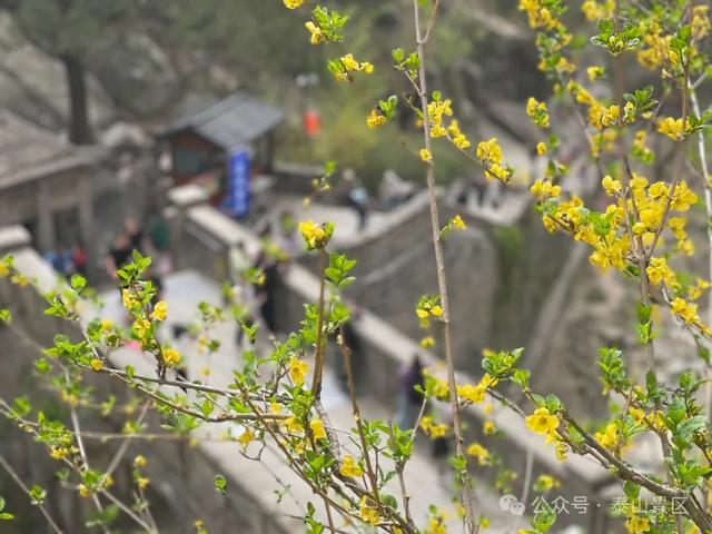 泰山中天门：春末夏初的绮梦之境