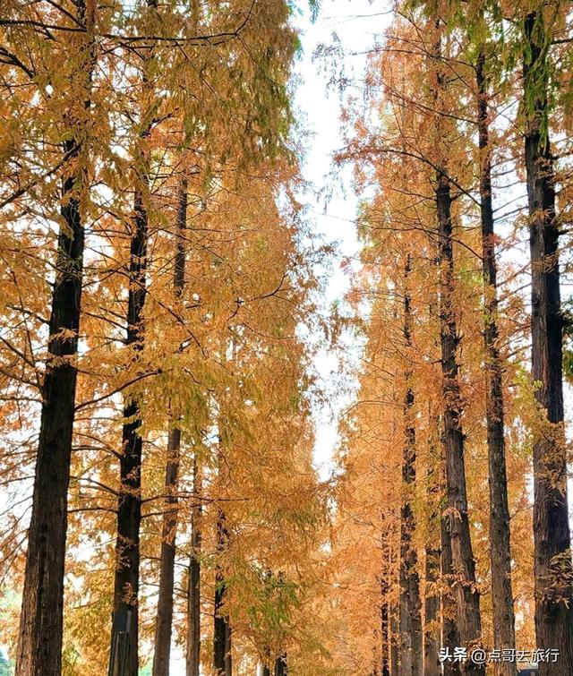 免费！成都府河上的水杉红惊艳来袭，地铁公交车直达！