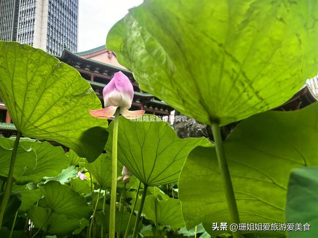 千年古莲能重开？广州海幢寺揭秘，一场跨越时空的花事！附攻略