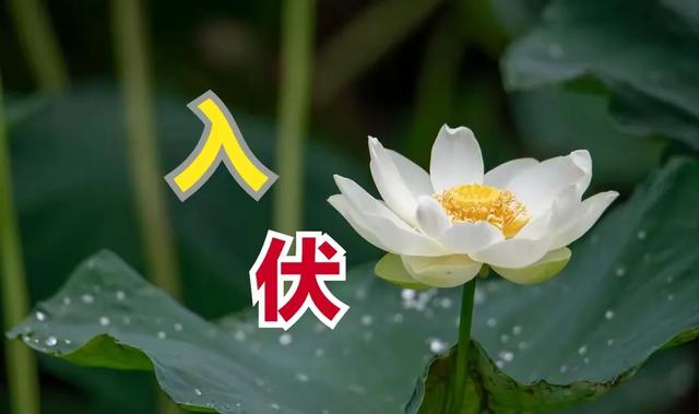 今日入伏，老人说最怕“入伏一日雨”，入伏天下雨有啥预兆？