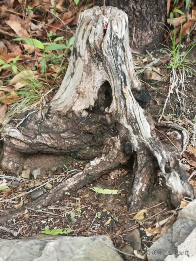 莱阳记忆：初夏登娘娘山