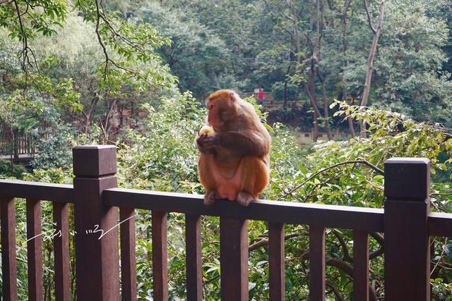 藏在贵阳市中心的“城市绿肺”，免费4A级景区，野生猕猴成群？