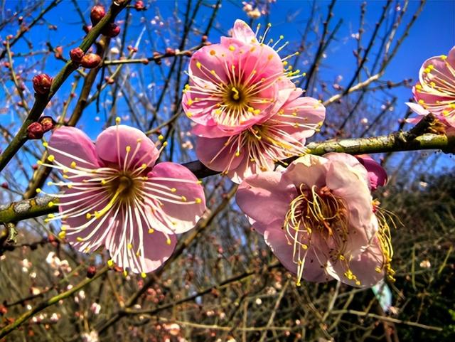 宁陕子午梅苑花初绽 万株梅香中开启“梅”好时光