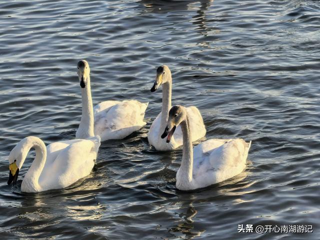 走，去渤海湾看候鸟…