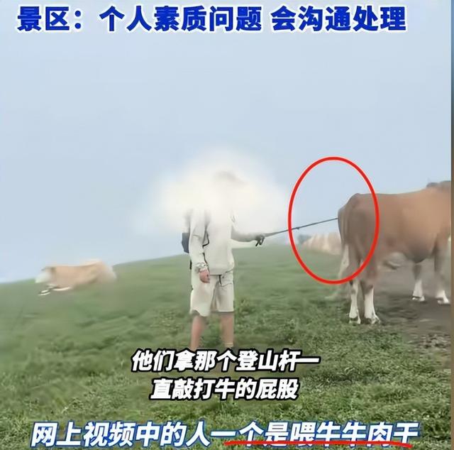 真相大白！男子遭牛群踩踏，不是因为挑逗，知情人透露 目标不是人