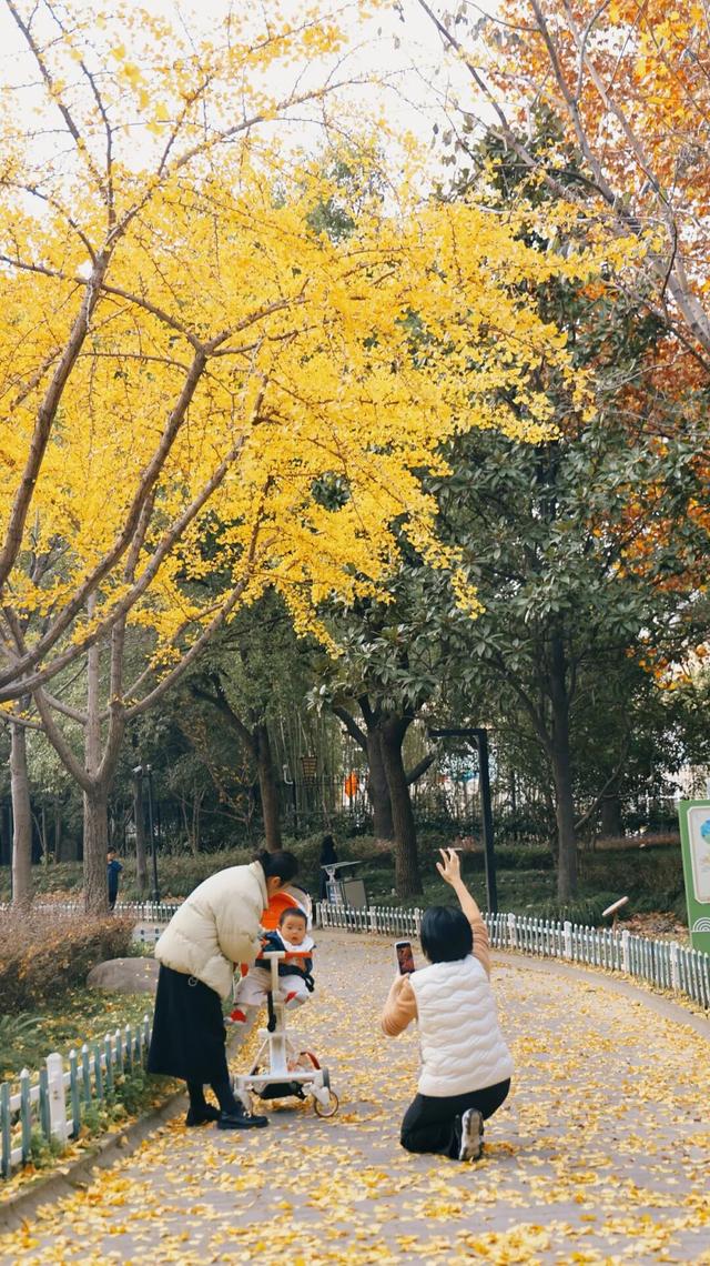 一叶知秋，一树成金，又到银杏醉美时