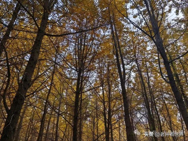 济宁的两处网红打卡地 || 胡成江