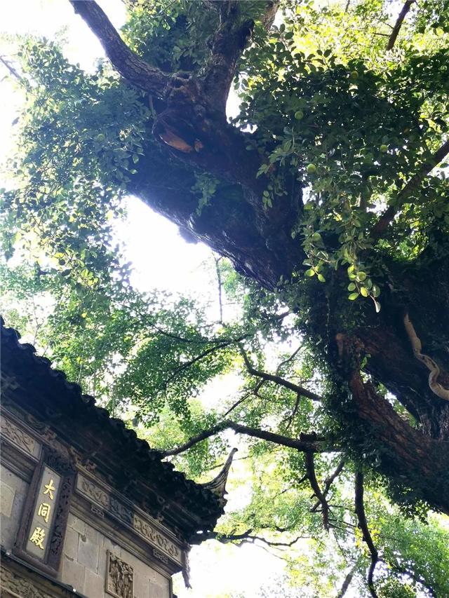 江苏“洪武银杏”变黄了，650年没结过果，但43年前却结出7粒白果