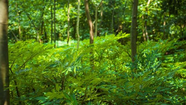 以林为媒 以旅兴业 让雨城绿水青山持续变现