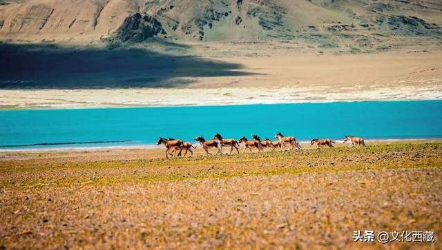 不用去澳大利亚！中国西藏有自己的粉红湖，颜值爆表，人少还免费！