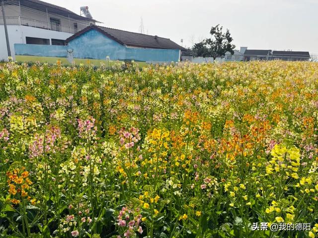 黄了!德阳人彻底坐不住了!这个周末就去!