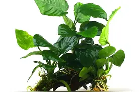 这6种水草好养好打理，适合新手鱼缸图片