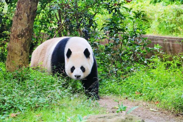 珍禽异兽，国之瑰宝：盘点全球十大国宝动物