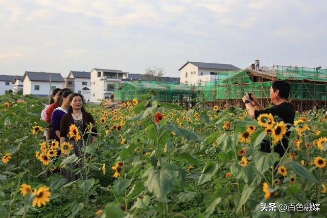 百色这里藏了片金色花海！快来打卡~