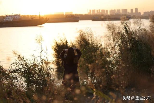 芦苇+落日=超级出片！望城这片景太会了！