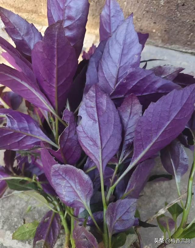 交警改名、民警换装，不是换汤不换药！这些藏在细节里的改变