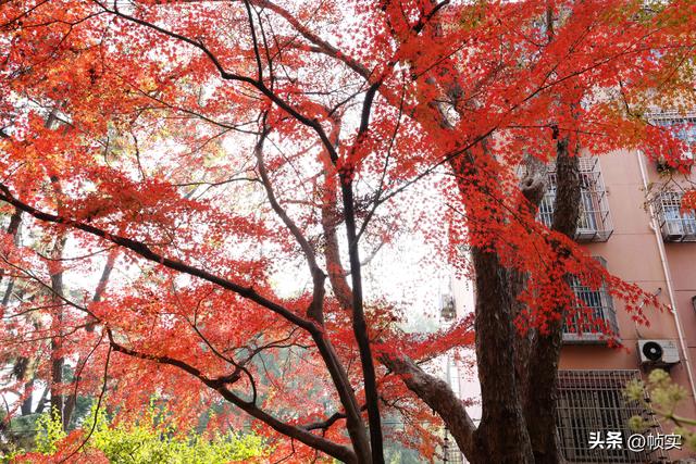 层林尽染，上海红叶特色公园闵行红园枫叶色彩斑斓进入最佳观赏季