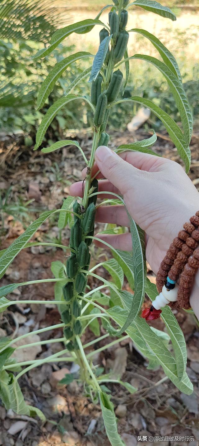 品味鄱阳湖大闸蟹，感受秋天的鲜美