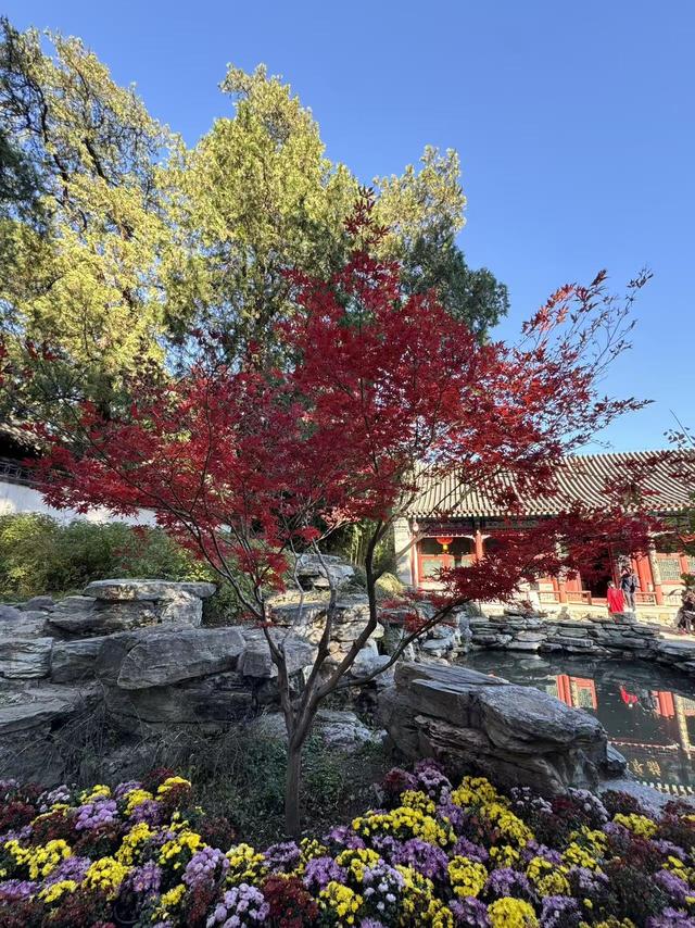 超出片，秋日氛围感拉满！香山彩叶变色率已达60%