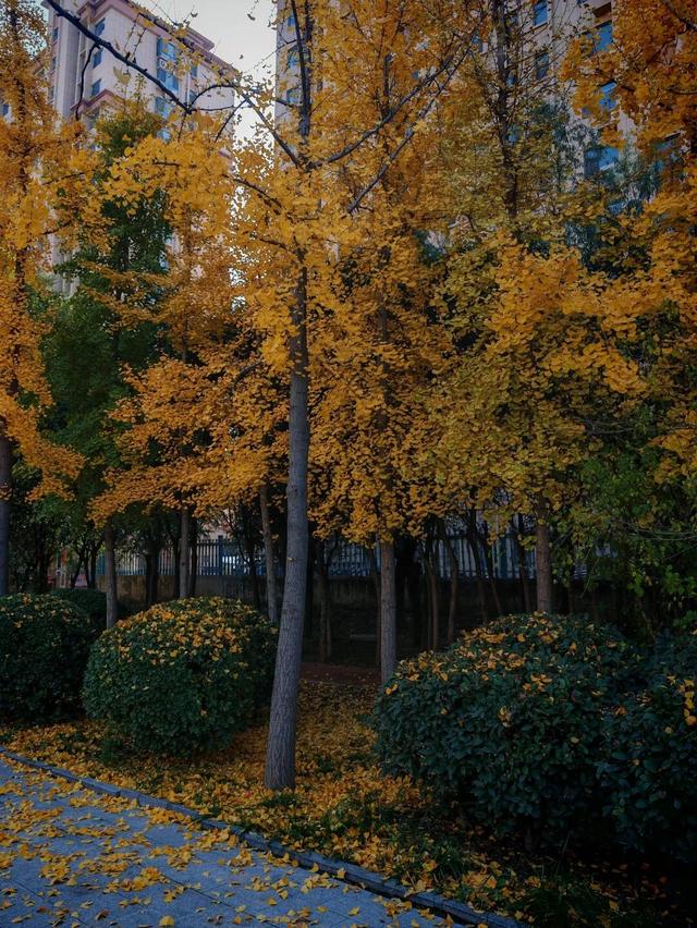 【寻美山东 寻美聊城】聊城阳谷，一树银杏 满城温柔！