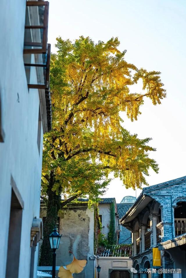温州这棵深藏在百年民居的古银杏已经黄啦！夜晚比白天还要更迷人