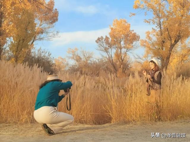 泽普胡杨迎来最佳观赏期 金黄画卷引客来 胡杨美景生共鸣