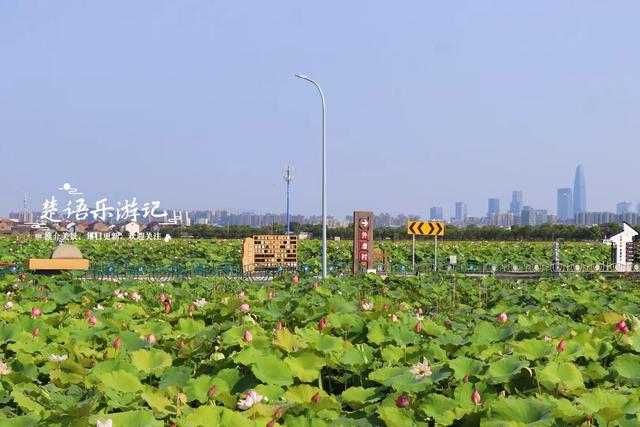 浙江宁波的网红赏荷地又火了，红荷花多不胜数，确实是休闲好去处