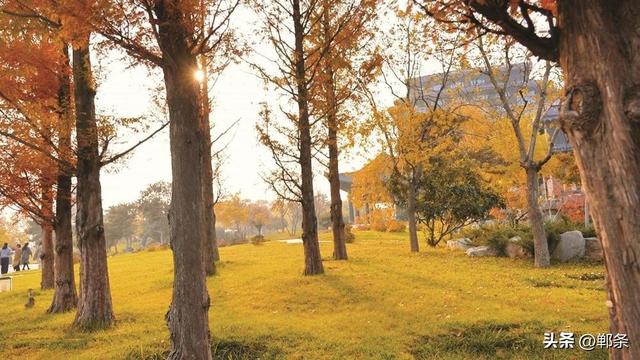 美在邯郸 | 清浅冬韵入园林