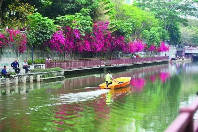 初冬“梅”好时光已至，惠城处处皆“花路”