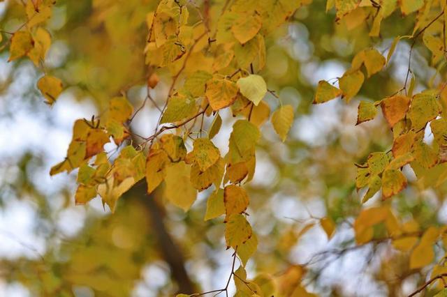 长春北湖公园：湖光秋色两相宜