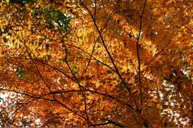 【初中历史】部编版历史九年级上册历史必背知识汇总！快来掌握！图片