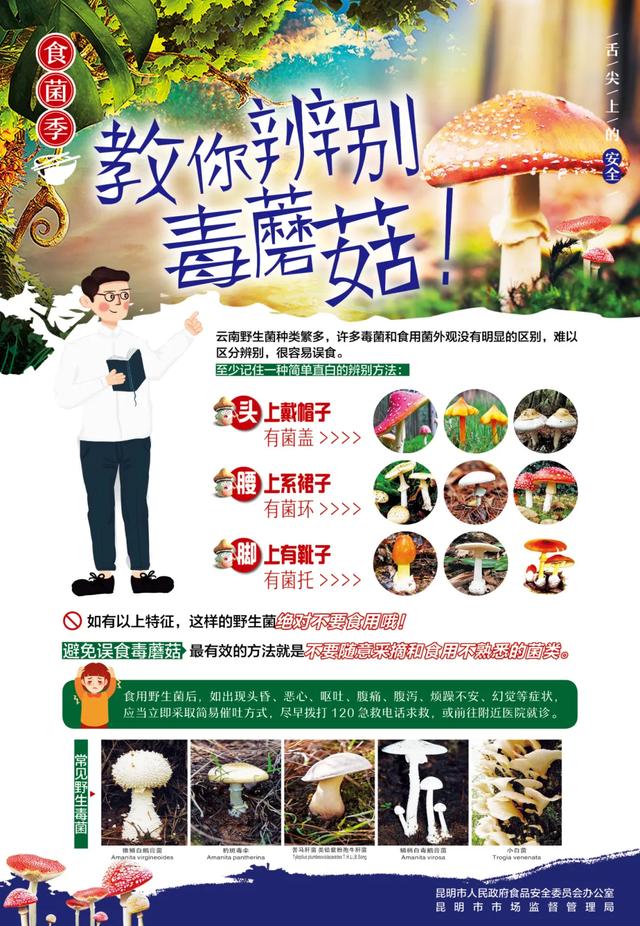 这个季节来云南，抓根树枝我们去“打野”