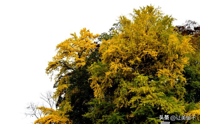 贵州贵阳乌当区百宜镇拐吉村的银杏树叶梯次金黄