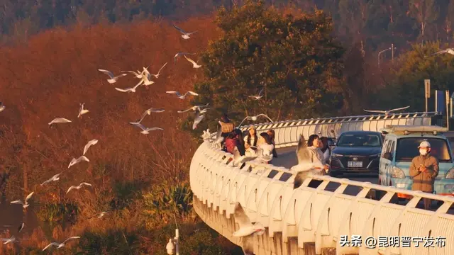 寻找旅居晋宁的密码