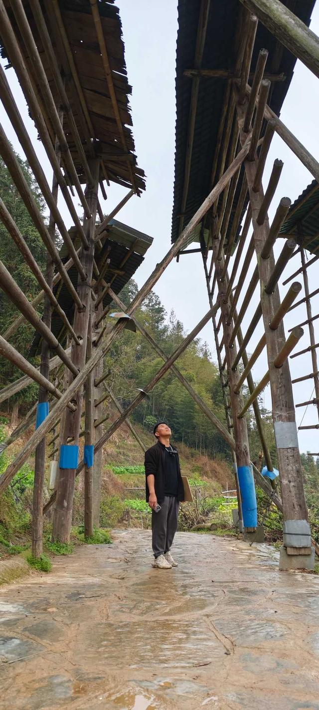 到贵州岜沙苗寨去看油菜花