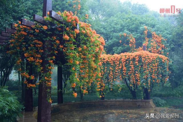 “玉”见春天，“桃”醉其中！柳州园博园花事正当时→